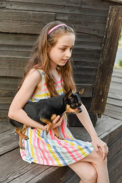 Dziecko spędza czas z jej zwierzaka. Mała dziewczynka z psem Chihuahua na tle drewnianego tła — Zdjęcie stockowe