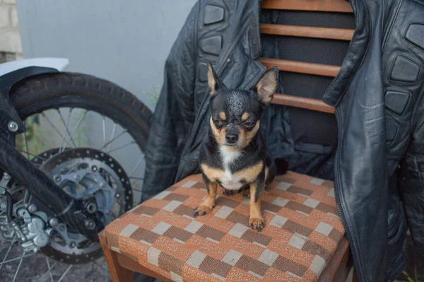 chihuahua little dog sitting on a chair.