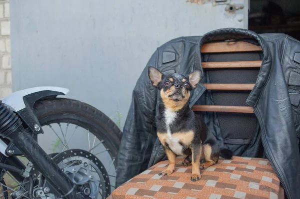 Chihuahua pequeno cão sentado em uma cadeira . — Fotografia de Stock