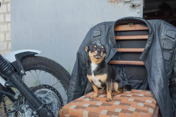 chihuahua little dog sitting on a chair.