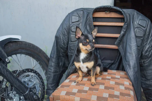 chihuahua little dog sitting on a chair.