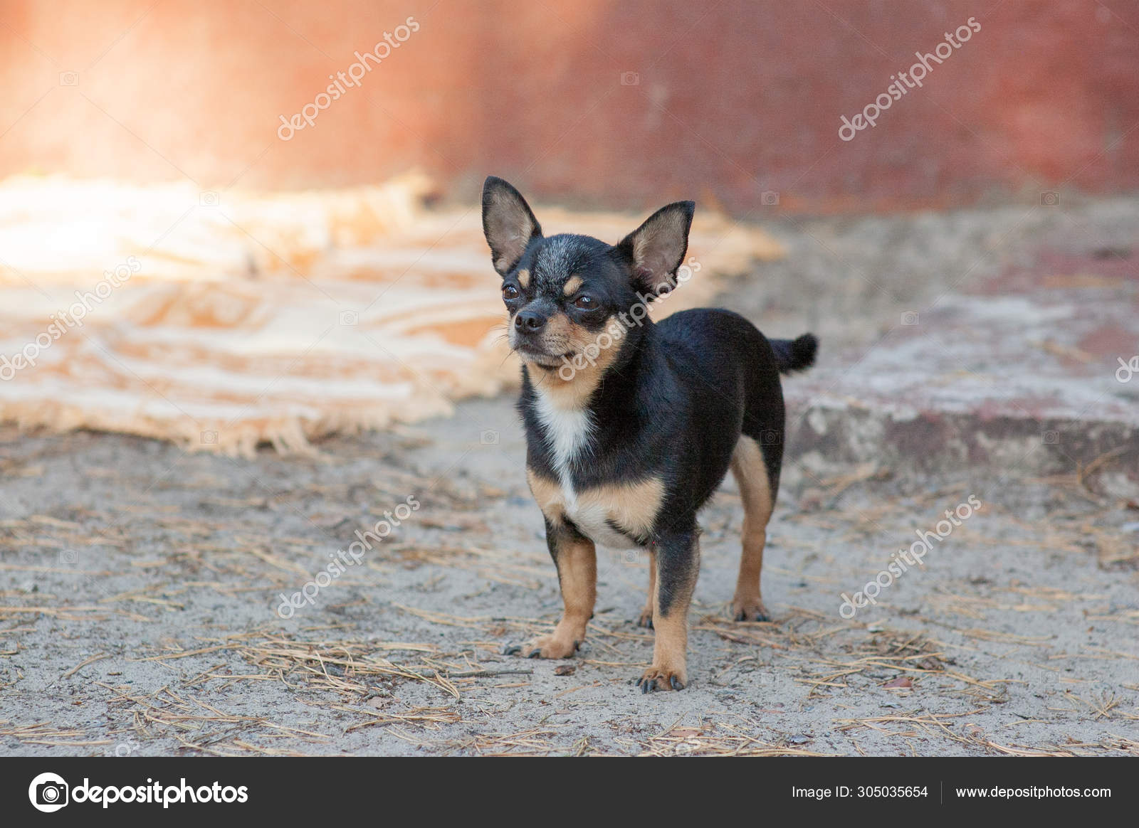 small dog chihuahua