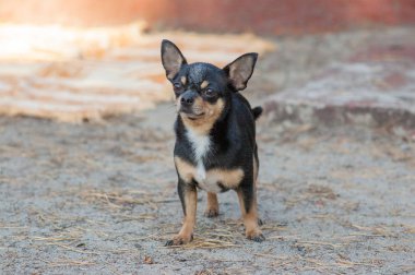 Küçük köpek, chihuahua. Ormanda kum üzerinde Chihuahua köpek
