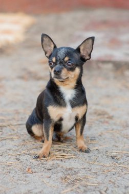 Küçük köpek, chihuahua. Ormanda kum üzerinde Chihuahua köpek