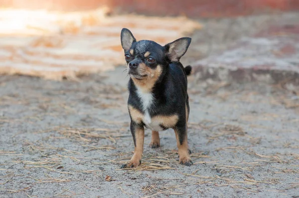 Câine mic, chihuahua.Chihuahua câine pe nisip în pădure — Fotografie, imagine de stoc