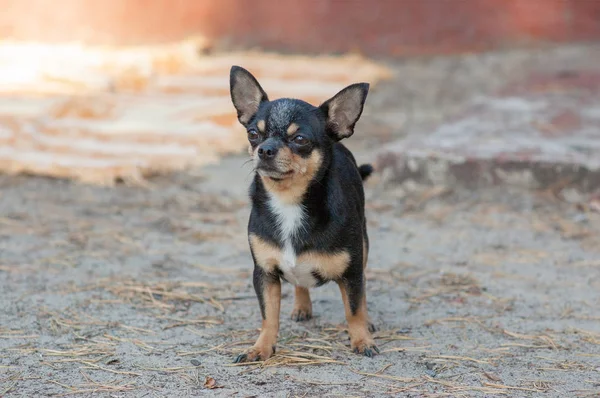 Kis kutya, Chihuahua. Chihuahua kutya a homokon az erdőben — Stock Fotó