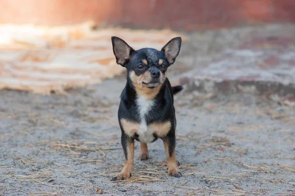 Mały pies, Chihuahua. Pies chihuahua na piasku w lesie — Zdjęcie stockowe