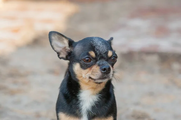 Perro pequeño, chihuahua.Chihuahua perro en la arena en el bosque —  Fotos de Stock