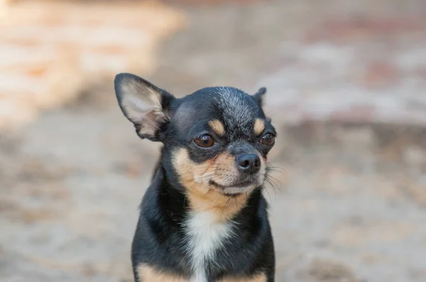 Pequeno cão, chihuahua.Chihuahua cão na areia na floresta — Fotografia de Stock