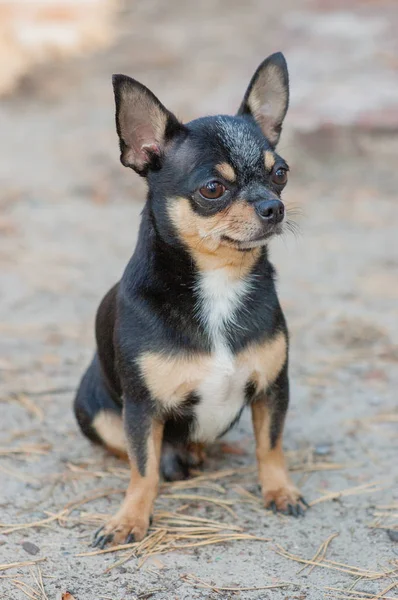 Mały pies, Chihuahua. Pies chihuahua na piasku w lesie — Zdjęcie stockowe