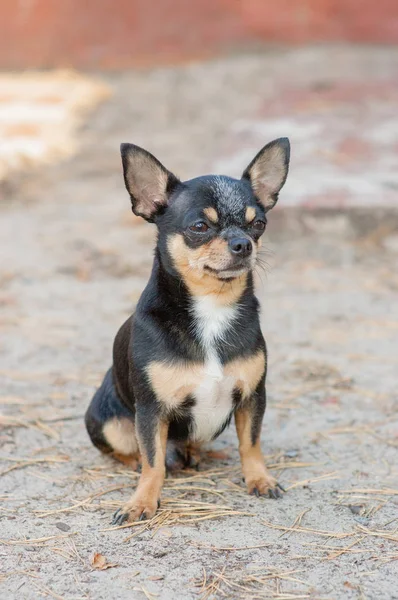 Kis kutya, Chihuahua. Chihuahua kutya a homokon az erdőben — Stock Fotó
