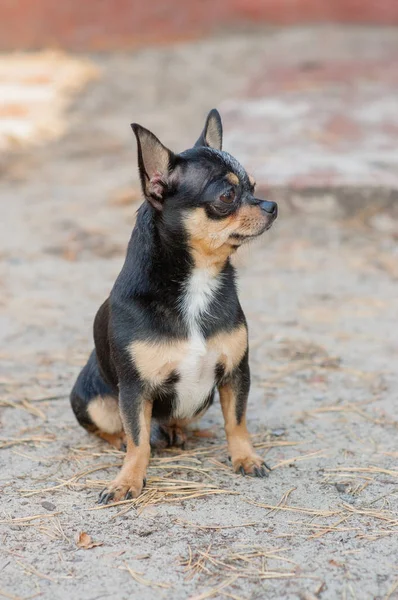 Perro pequeño, chihuahua.Chihuahua perro en la arena en el bosque — Foto de Stock