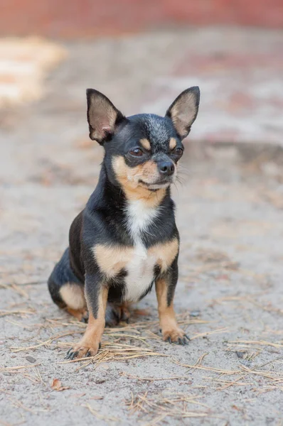 Kleine hond, Chihuahua. Chihuahua hond op het zand in het bos — Stockfoto