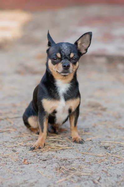 Mały pies, Chihuahua. Pies chihuahua na piasku w lesie — Zdjęcie stockowe