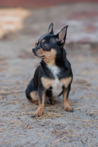 Kleine hond, Chihuahua. Chihuahua hond op het zand in het bos — Stockfoto