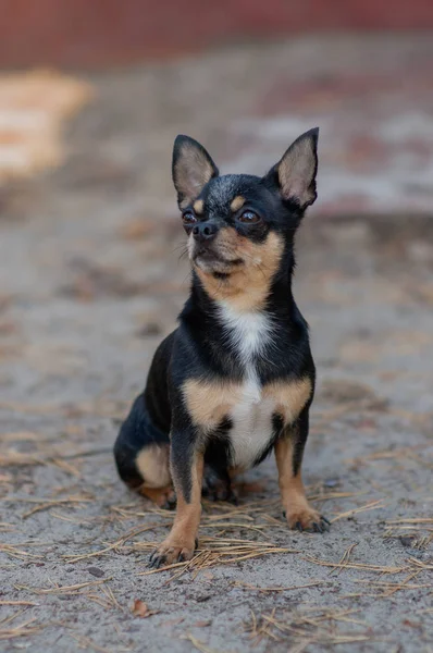 Mały pies, Chihuahua. Pies chihuahua na piasku w lesie — Zdjęcie stockowe