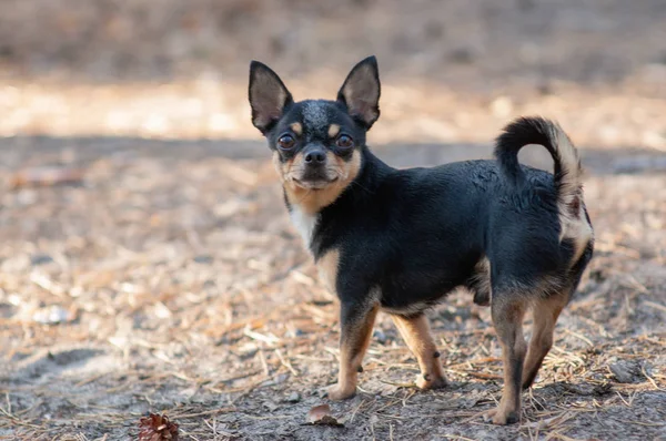 Perro pequeño, chihuahua.Chihuahua perro en la arena en el bosque —  Fotos de Stock