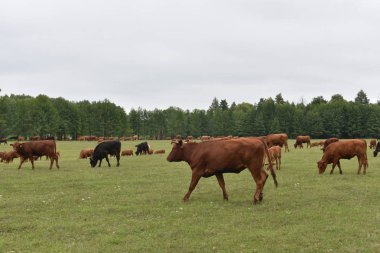 Çayırda. Kırsal kompozisyon. Çayırda otlayan inekler. İnekler Volyn et, limuzin, abordin