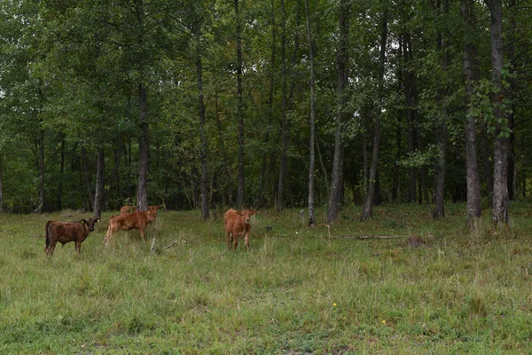 Vaca no prado. Composição rural. Vacas pastando no refeiço.Vacas Carne de Volyn, limusine, abordin — Fotografia de Stock