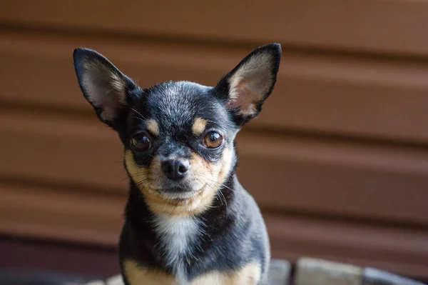 Pequeño perro sentado en una silla de madera.Chihuahua perro sobre un fondo de madera — Foto de Stock