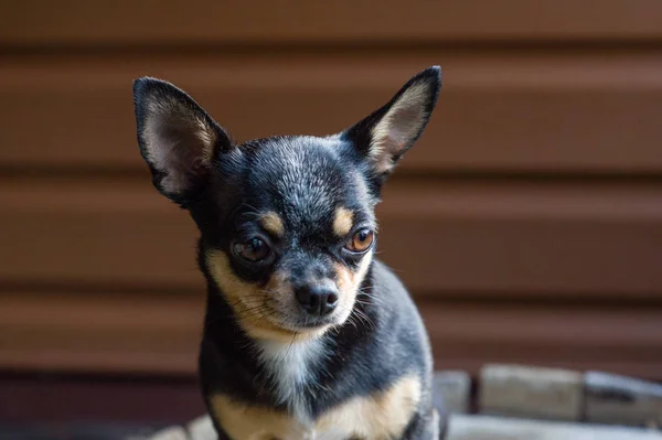 Malý pes sedí na dřevěné židli. Pes Chihuahua na dřevěném pozadí — Stock fotografie