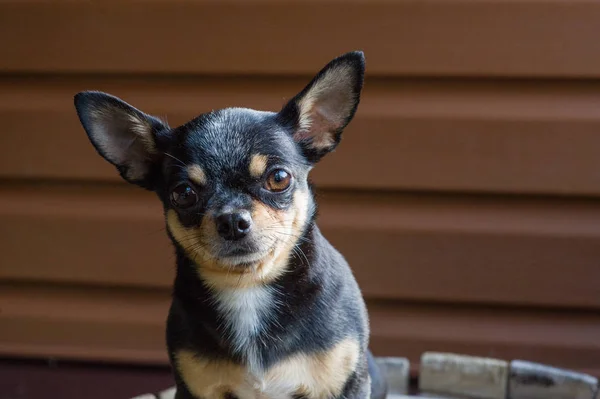 Kleine hond zittend op houten stoel. Chihuahua hond op een houten achtergrond — Stockfoto