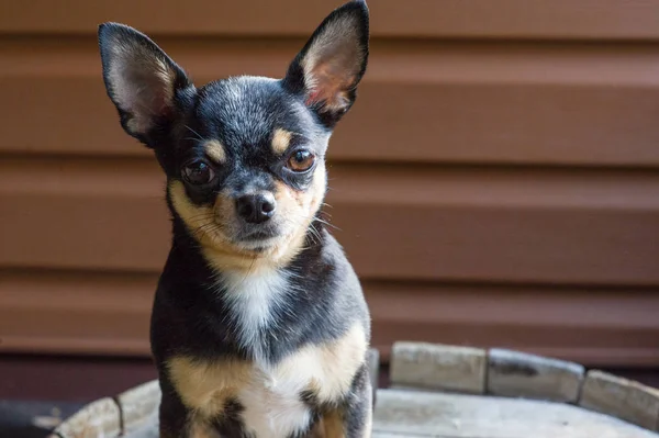 Pequeño perro sentado en una silla de madera.Chihuahua perro sobre un fondo de madera — Foto de Stock