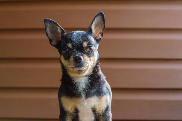 Tahta sandalyede oturan küçük köpek. Ahşap bir arka plan üzerinde Chihuahua köpek — Stok fotoğraf