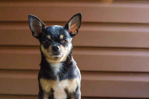 Malý pes sedí na dřevěné židli. Pes Chihuahua na dřevěném pozadí — Stock fotografie