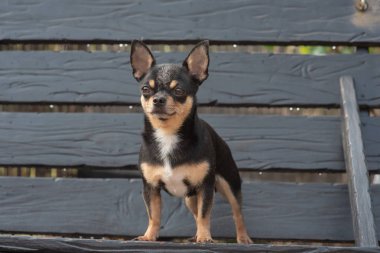 Chihuahua bankta oturuyor. Köpek parkta yürüyor. Chihuahua siyah-kahverengi-beyaz renk.