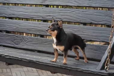 Chihuahua bankta oturuyor. Köpek parkta yürüyor. Chihuahua siyah-kahverengi-beyaz renk.