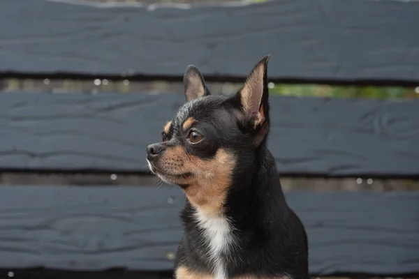 Chihuahua sedí na lavici. Pes chodí v parku. Černohnědá-bílá barva Chihuahua. — Stock fotografie