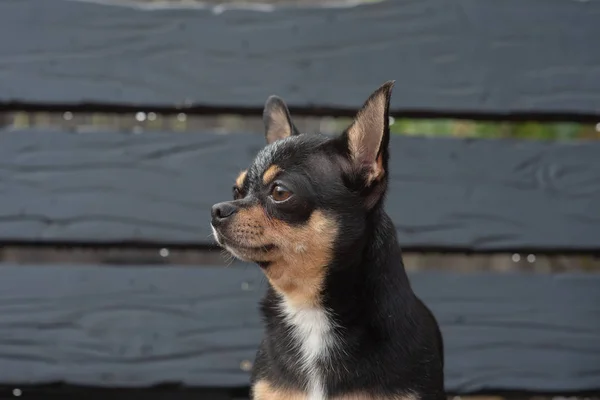 Чихуахуа сидить на лавці. Собака ходить по парку. Чорно-коричневий-білий колір чихуахуа. — стокове фото