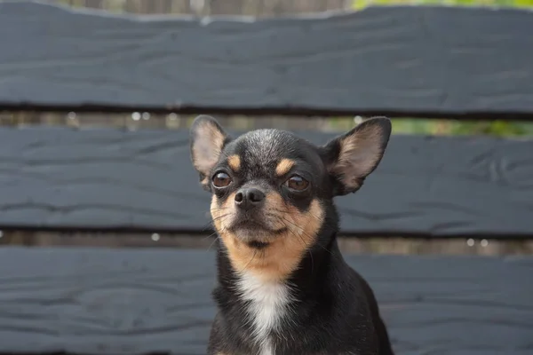 Chihuahua bankta oturuyor. Köpek parkta yürüyor. Chihuahua siyah-kahverengi-beyaz renk. — Stok fotoğraf