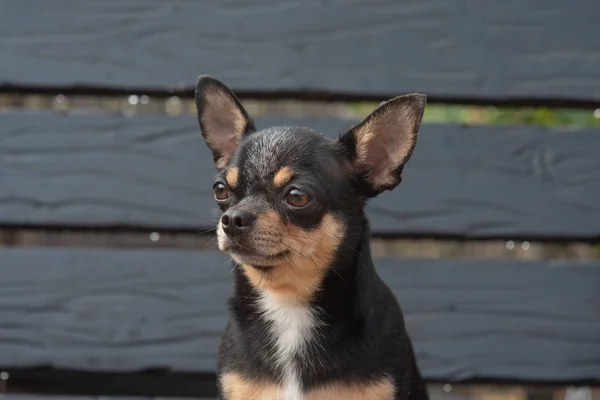 Chihuahua bankta oturuyor. Köpek parkta yürüyor. Chihuahua siyah-kahverengi-beyaz renk. — Stok fotoğraf