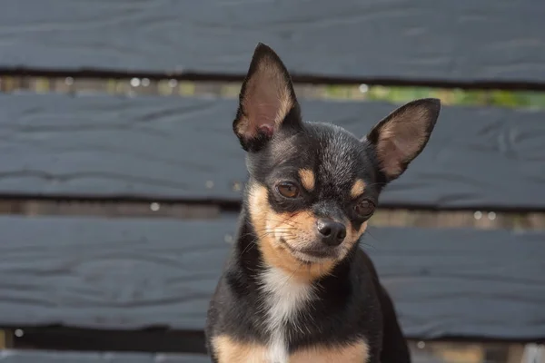 Chihuahua está sentado en el banco. El perro pasea por el parque. Color negro-marrón-blanco de chihuahua . — Foto de Stock