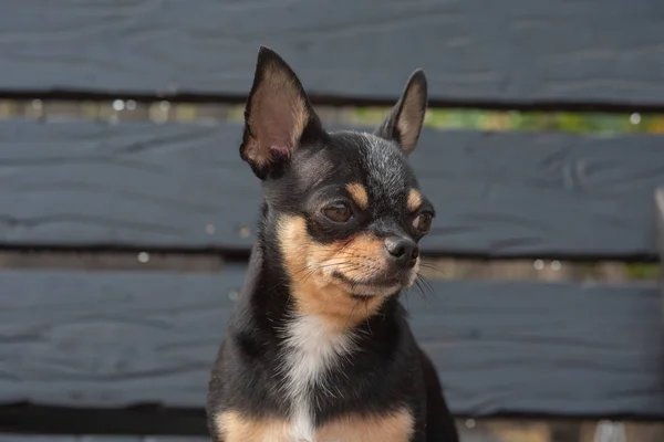 Chihuahua está sentado no banco. O cão caminha no parque. Cor preto-marrom-branco de chihuahua . — Fotografia de Stock