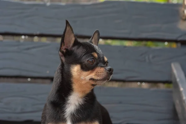 Chihuahua bankta oturuyor. Köpek parkta yürüyor. Chihuahua siyah-kahverengi-beyaz renk. — Stok fotoğraf