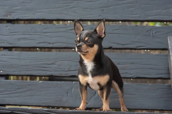 Chihuahua ül a padon. A kutya sétál a parkban. Fekete-barna-fehér színű Chihuahua. — Stock Fotó