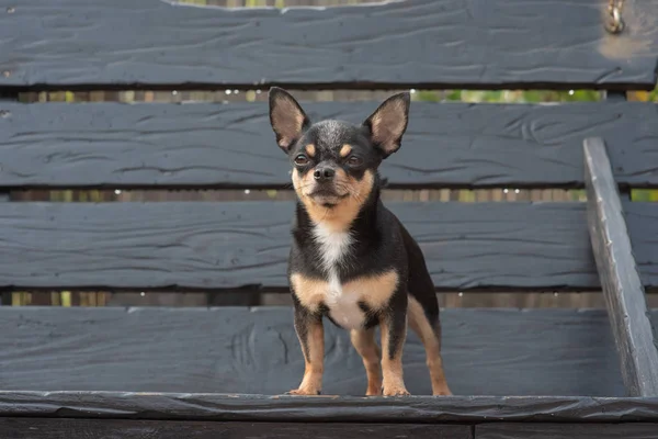 Chihuahua bankta oturuyor. Köpek parkta yürüyor. Chihuahua siyah-kahverengi-beyaz renk. — Stok fotoğraf