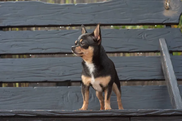Chihuahua è seduto sulla panchina. Il cane cammina nel parco. Colore nero-marrone-bianco di chihuahua . — Foto Stock