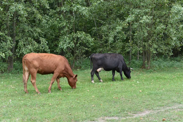 Корова на лузі. Сільська композиція. Корови пасуться на лузі. Корови Волинське м'ясо, лімузин, нерівність — стокове фото