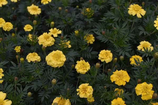 Mexicano calêndula flores amarelas panning para o prado no verão. Flores amarelas de calêndula — Fotografia de Stock