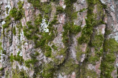 Ağaç kabuğunun arka planı. Yaşlı ağaçların dokusu.
