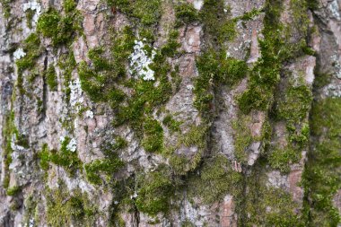 Ağaç kabuğunun arka planı. Yaşlı ağaçların dokusu.