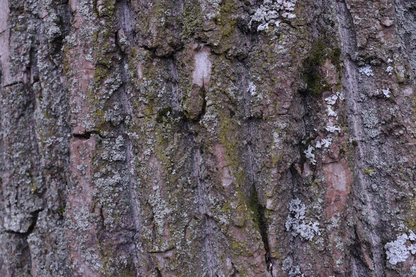 Antecedentes da casca da árvore. A textura das árvores velhas . — Fotografia de Stock