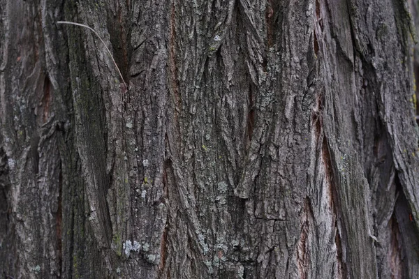 Фон древесной коры. Текстура старых деревьев . — стоковое фото