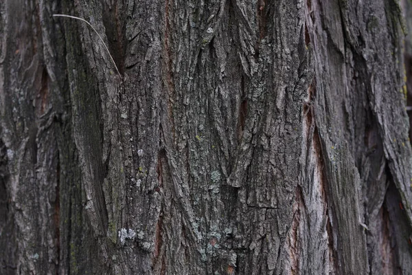 나무 껍질의 배경입니다. 오래된 나무의 질감. — 스톡 사진