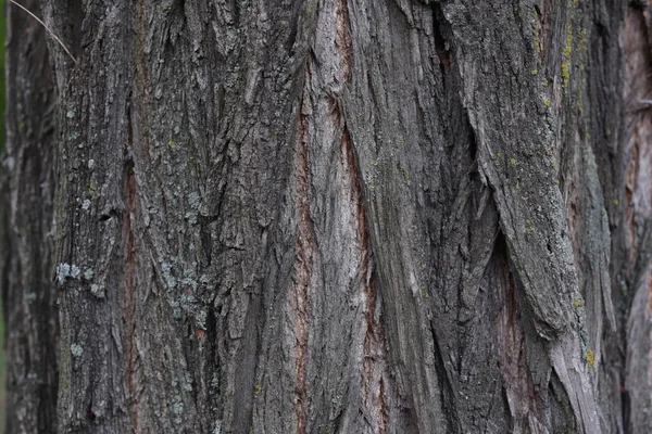 Φόντο του φλοιού του δέντρου. Η υφή των παλιών δέντρων. — Φωτογραφία Αρχείου