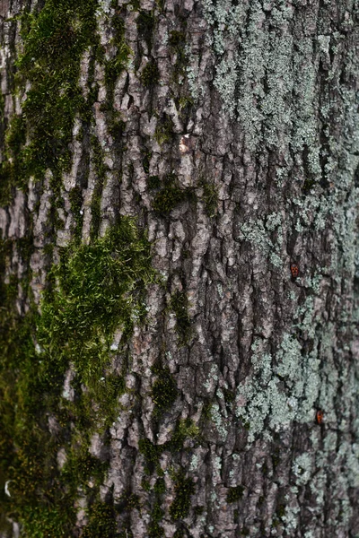 Fondo de corteza de árbol. La textura de los árboles viejos . —  Fotos de Stock